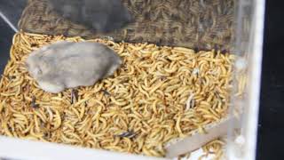 5000只面包虫喂仓鼠 Hamster VS5000 Mealworms [upl. by Tj968]