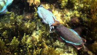 Giant Australian Cuttlefish breeding migration threatened  Whyalla South Australia [upl. by Namlaz]