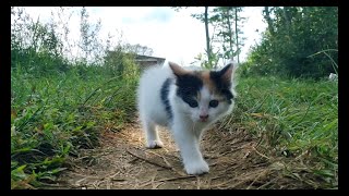 cat playing in the garden with friends [upl. by Renita]