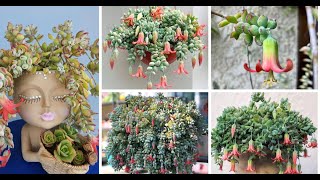 The Ultimate Guide To Growing And Caring For Cotyledon Pendens Succulents [upl. by Alisun127]