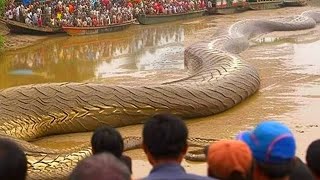 পৃথিবীর সবচেয়ে বড় সাপ। Biggest Animal In The World Bangla [upl. by Acinonrev]