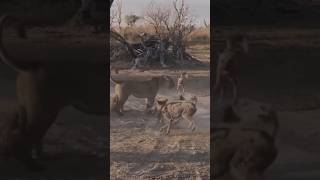 Lioness Defends Her Cub Against a Pack of Wild Dogs [upl. by Ainitsirk]