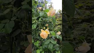 David Austin Wollerton Old Hall climbing rose in a pot with an obelisk for 5 years [upl. by Adore]