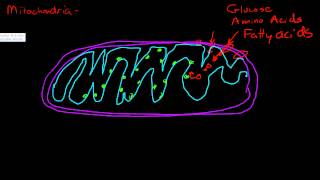 Mitochondria and energy production [upl. by Namajneb]