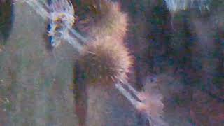 Sea Urchin ID [upl. by Dirgis]