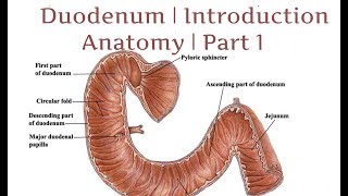 Duodenum  Introduction  Anatomy  Part 1 [upl. by Iaw]