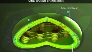 Chloroplasts  Structure [upl. by Aenit]