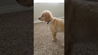 Golden Retriever puppy howling like a big dog [upl. by Ahsaercal]