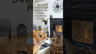 Cieple kraje duet śmieszne cat funny comedy catlover memes humor humour animals [upl. by Cris898]