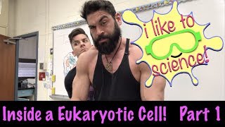 Inside a Eukaryotic Cell Part 1 [upl. by Dlopoel815]