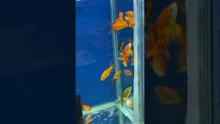 Pets shop 🐟🐢fishtankturtlebettafishgoldfishbirdsmollyfishpetsvlogminizookoifishshark [upl. by Mortimer]