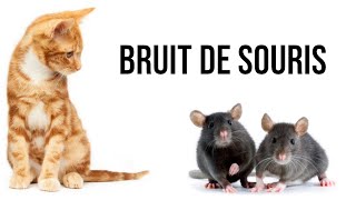 Bruit de souris pour attirer votre chat [upl. by Muir]