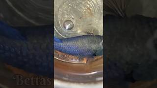 👍How to cure your fish from dropsy disease 🦠 in Tamil bettas world trending shorts [upl. by Sllew]