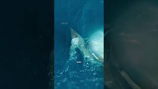 Orca cazando tiburón 😱🦈 oceano ocean animales tiburones orcas [upl. by Eppesiug13]