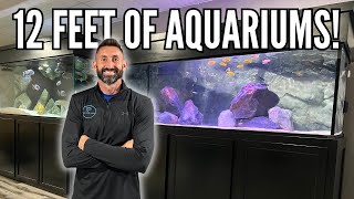 NEW 180 GALLON MBUNA AQUARIUM  The ULTIMATE Mbuna Cichlid Tank Setup [upl. by Annocahs503]