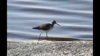 BIRDS of the Salton Sea [upl. by Yvon]