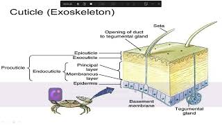 Ecdysis Moulting in Arthropods ecdysis Ecdysis or moulting Ecdysis or moulting class 12 [upl. by Enelear]