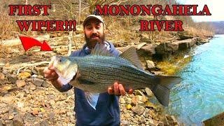 Surprise WIPER  HYBRID STRIPED BASS  while walleye fishing Monongahela river Authentx swimbait [upl. by Yror]