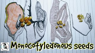 Monocot seed examplespaperpenbiology [upl. by Aytac]