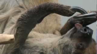 The sloth at lunch  Wilhelma Zoo Germany  Faultier beim Fressen  Lenesul mananca [upl. by Anuahsal]