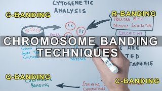 Chromosome Banding Techniques [upl. by Nairadas700]