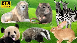 Animal Wonders Lion Badger Rabbit Zebra Panda  Animal Sounds [upl. by Nnaeerb34]