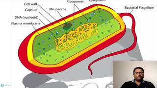 Prokaryotic Cell Cytoplasm [upl. by Maclay]