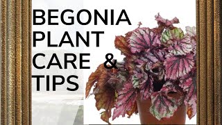 BEGONIA PLANT CARE How to Grow and Propagate Begonia Cuttings  Garden  Begonia Plants Care amp Tips [upl. by Osi]