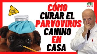 🔴 Como CURAR a un PERRO de PARVOVIRUS CANINO en Casa❣️TRATAMIENTO CON REMEDIOS CASEROS y MEDICAMENTO [upl. by Aohsoj]