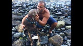 Stranger Risks His Life To Rescue A Dog Stranded In The Water [upl. by Aihsened949]