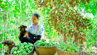 Harvesting Star Apple Fruit Goes To Market Sell  Bathing the Dog Feeding Dogsamp Chickens Cooking [upl. by Tekla687]