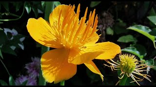 Best plants for pollinators Trollius Golden Queen the yellow Chinese globe flower care in the UK [upl. by Iuqcaj]