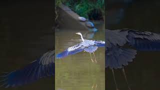 Birds love song music jubinnautiyal newsong nature explorethebeautyofnature [upl. by Jameson]