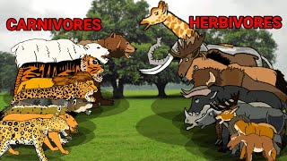 Carnivores Herbivores animation—all animation [upl. by Yeneffit]