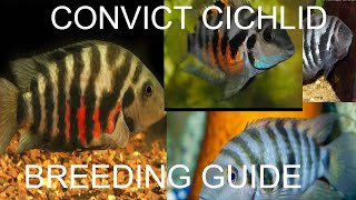 Convict Cichlid ULTIMATE Breeding Guide [upl. by Prissie123]