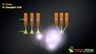 ERG waves explained  Retinal electrophysiology [upl. by Lakym960]