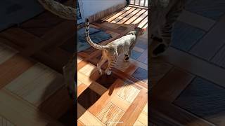 fununlimited cat cats catshorts catvideos viralvideo shorts short shortvideo trending [upl. by Helman]