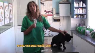 Como poner una pipeta a un gato explicado por VETERINARIO How apply a cat pipette explained by VET [upl. by Shea]