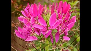 Клеома Cleome Garden flowers118 Декоративные растения [upl. by Eiznek152]