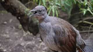 Lyrebird says quotNo sunblockquot [upl. by Huntlee453]