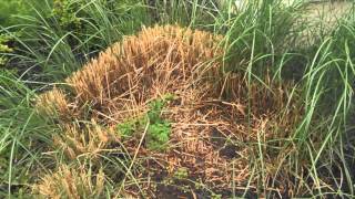 Problems with Ornamental Grasses [upl. by Macegan]