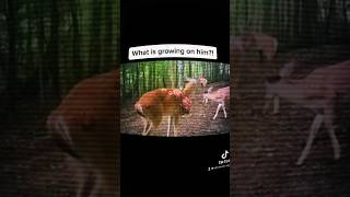 Scary things found in WOODS 😰 scary horror creepy shorts viralvideo viralshorts [upl. by Eseenaj]