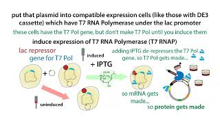 Inducible protein overexpression in bacteria with the T7 expression system [upl. by Hawger]