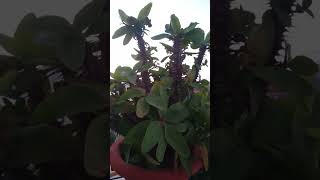 How to take care of your thorny plants 🌵🌱🌿 cactus plants viral [upl. by Rochella]