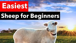 5 Reasons Katahdin Sheep are BEST for Beginners [upl. by Cirone]