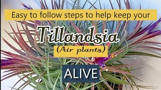 How to care for your Tillandsias Air plants to keep them alive and thriving [upl. by Ekusuy]