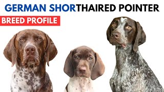 German Shorthaired Pointer Breed Profile History  Price  Traits  German Shorthaired Pointer [upl. by Shear5]