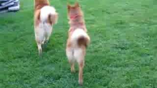 Finnish Spitz playing Catch III Sept 08 [upl. by Earahc468]