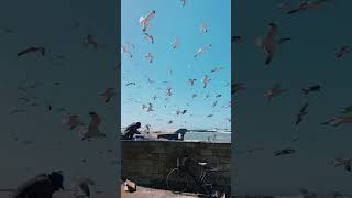 Essaouira Port amp Seagulls The Harmony of Nature and Moroccan Coast [upl. by Stier]