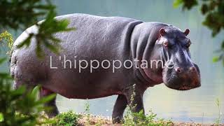 Les hippopotames  emission par les enfants  AnimauxNature petit exposé scolaire [upl. by Aynav556]